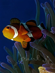 common clown fish  by Paul Ng 